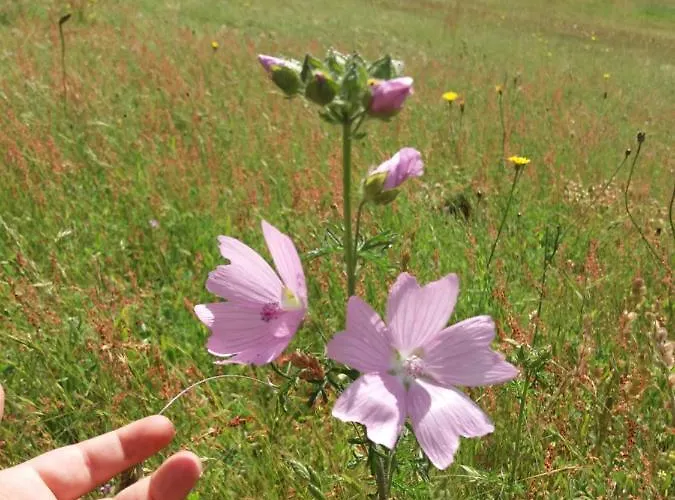 Domaine D'angel-berg