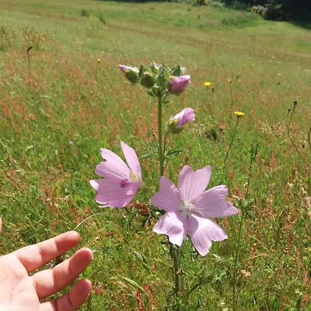 Domaine D'angel-berg