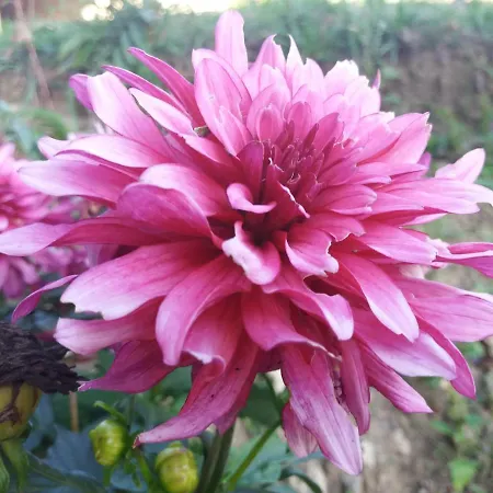 Domaine D'angel-berg